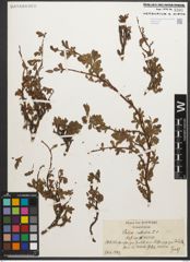 Foto von Salix retusa L.